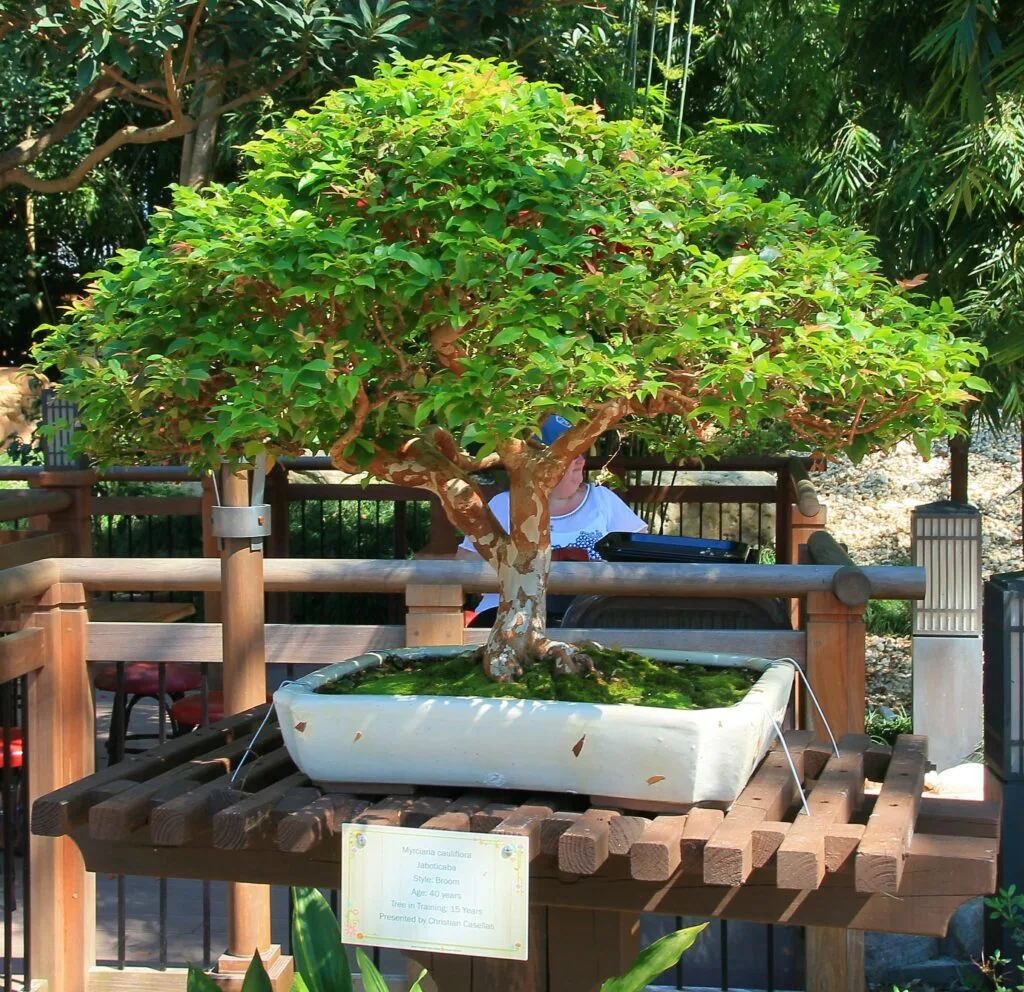 Myrciaria cauliflora Bonsai Tree Care Guide