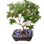 Myrtus Bonsai Tree Care Guide
