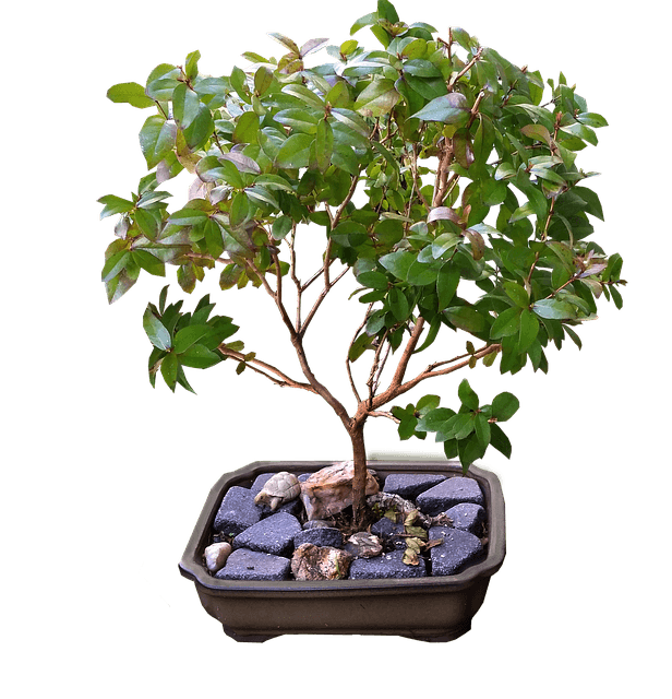 Myrtus Bonsai Tree Care Guide