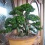 Neea buxifolia Bonsai Tree Care Guide