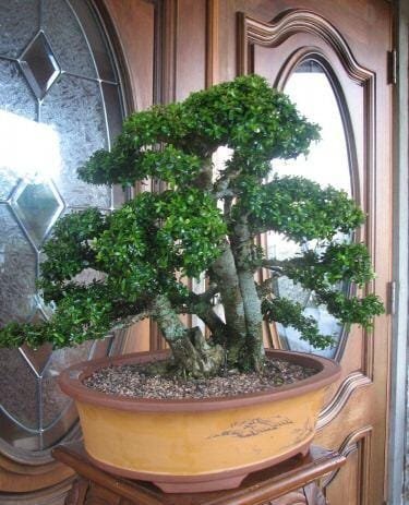 Neea buxifolia Bonsai Tree Care Guide