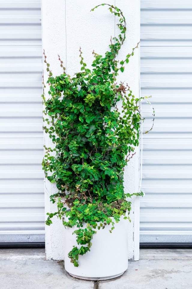 Parthenocissus Bonsai Tree Care Guide