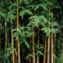 Phyllostachys Bonsai Tree Care Guide