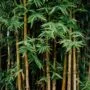Phyllostachys Bonsai Tree Care Guide