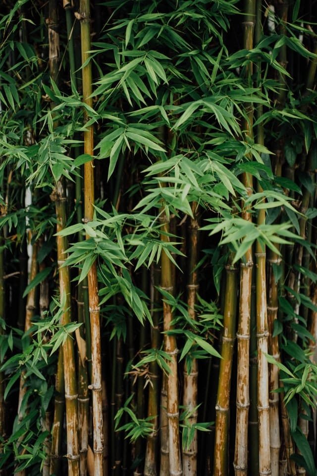 Phyllostachys Bonsai Tree Care Guide