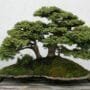 Spruce Bonsai Tree Care Guide (Picea)