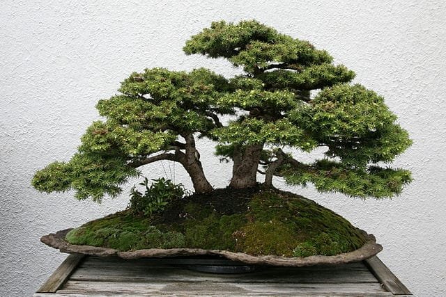 Spruce Bonsai Care: A Comprehensive Guide