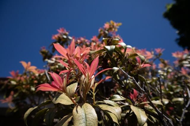 Pieris Bonsai Tree Care Guide