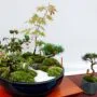 Pinus clausa Pine Bonsai Tree Care Guide