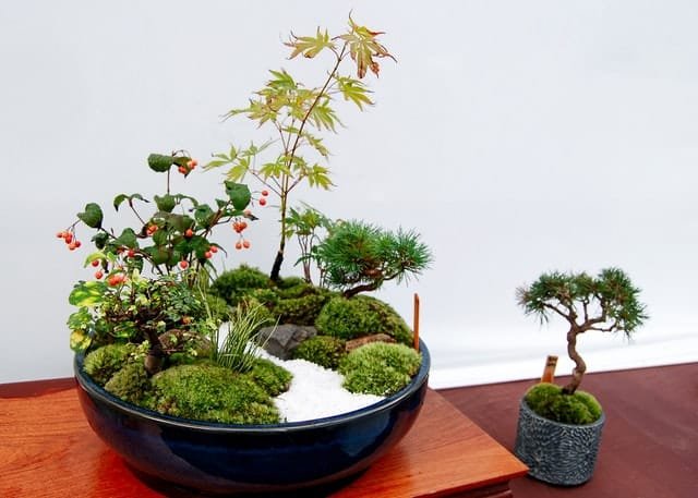 Pinus clausa Pine Bonsai Tree Care Guide