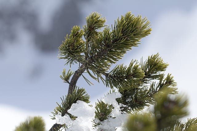 Pinus mugo Bonsai Tree Care Guide