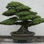Japanese White Pine Bonsai Tree Care Guide (Pinus parviflora)