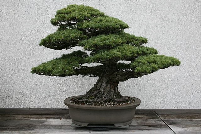 Japanese White Pine Bonsai Tree Care Guide (Pinus parviflora)