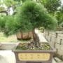 Pinus ponderosa Pine Bonsai Tree Care Guide