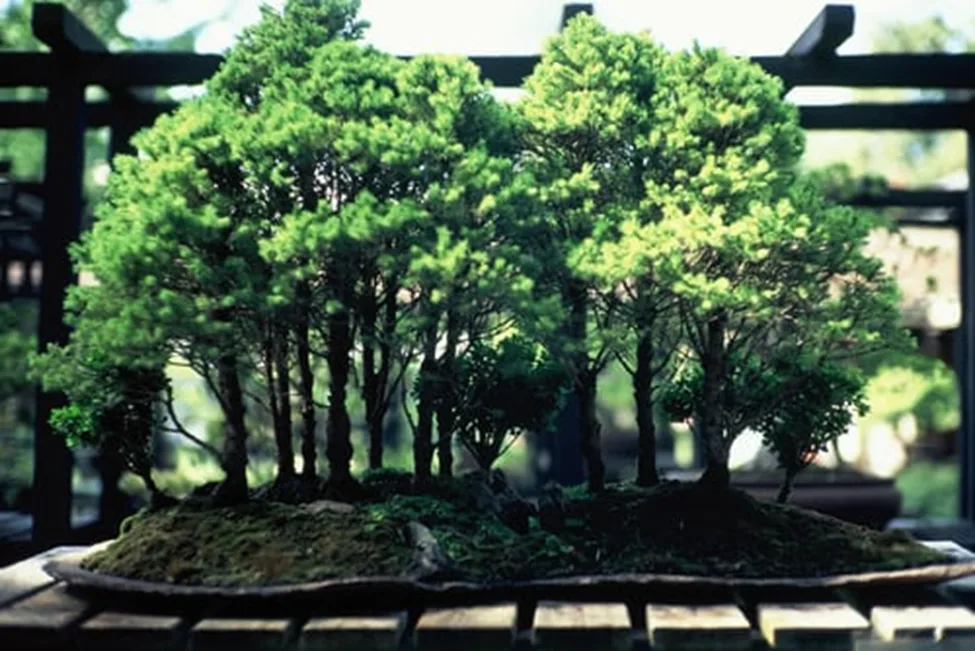 Pinus virginiana Bonsai Tree Care Guide