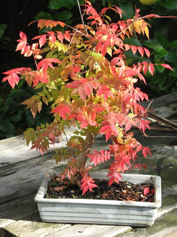 Chinese Pistache Bonsai Tree Care Guide (Pistacia chinensis)