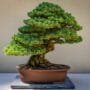 Podocarpus Bonsai Tree Care Guide