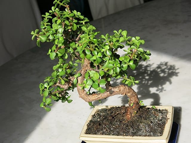 Portulacaria afra Bonsai Tree Care Guide