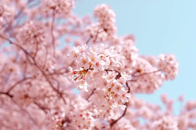 Prunus cerasifera Bonsai Tree Care Guide