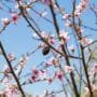 Prunus mume Bonsai Tree Care Guide