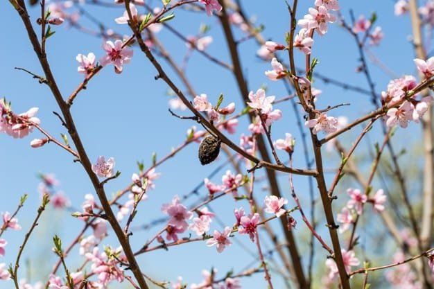 Prunus mume Bonsai Tree Care Guide