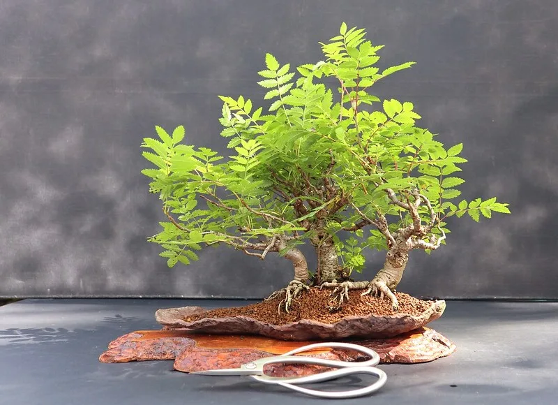 Sorbus Bonsai Tree Care Guide