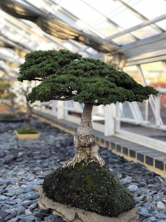 Brush Cherry Bonsai Tree Care Guide (Syzygium australe)