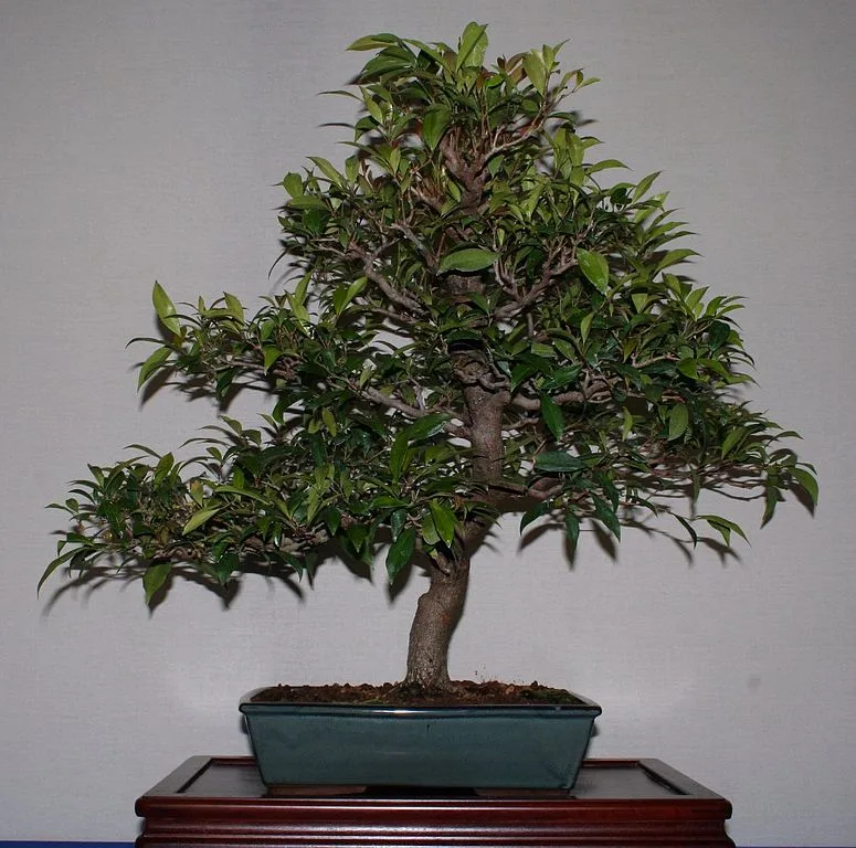 Syzygium smithii Bonsai Tree Care Guide - Bonsai Tree Gardener