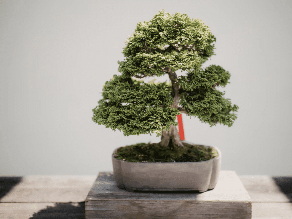 Tamarix Bonsai Tree Care Guide