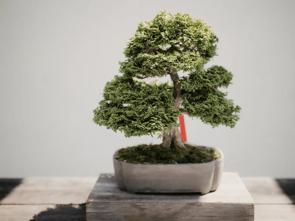 Tamarix Bonsai Tree Care Guide - Bonsai Tree Gardener