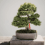 Tamarix Bonsai Tree Care Guide