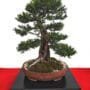 Yew Bonsai Tree Care Guide (Taxus)