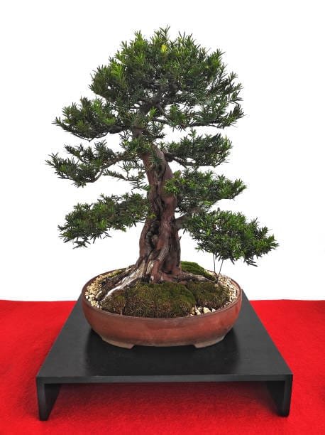 Yew Bonsai Tree Care Guide (Taxus)