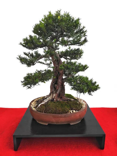 maple bonsai tree for sale Japanese Maple Bonsai Tree 25JM72  Bella Bonsai Nursery