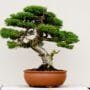 Thymus Bonsai Tree Care Guide