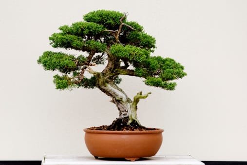 Thymus Bonsai Tree Care Guide