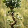 Tsuga Bonsai Tree Care Guide