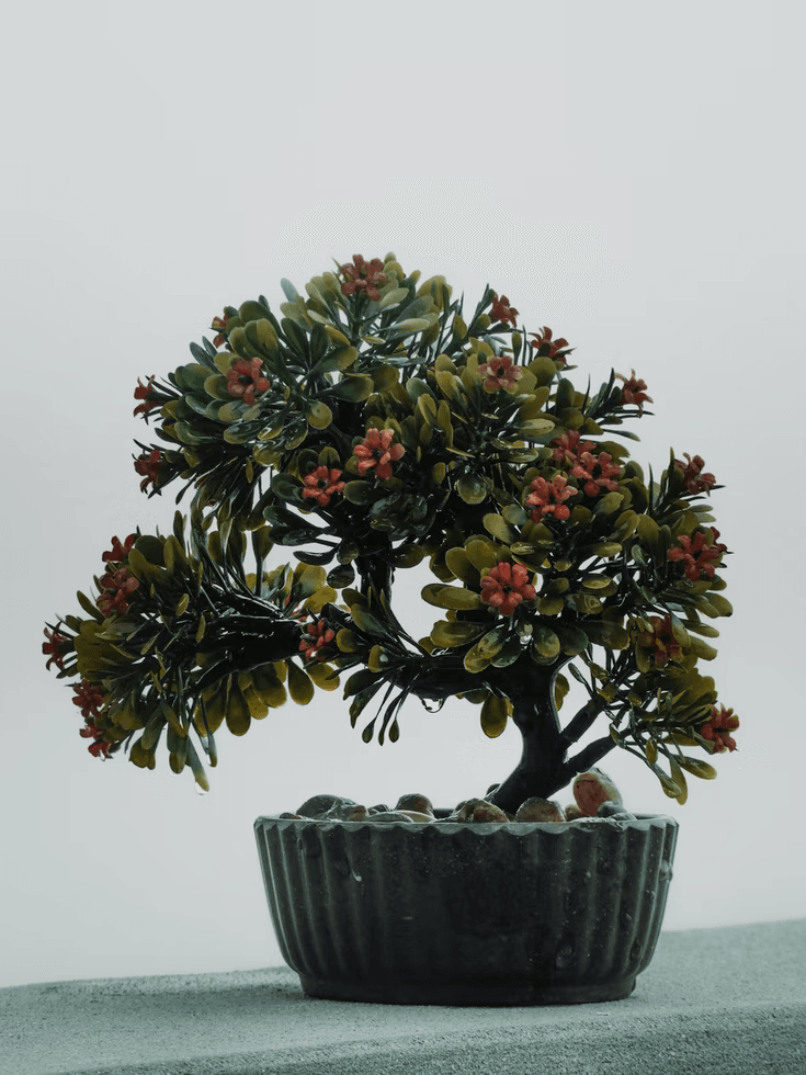 Winged Elm Bonsai Tree Care Guide (Ulmus alata)