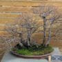 Field Elm Bonsai Tree Care Guide (Ulmus minor)