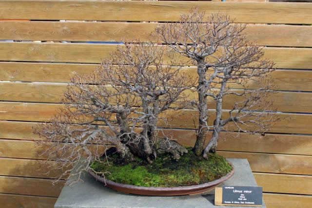 Field Elm Bonsai Tree Care Guide (Ulmus minor)