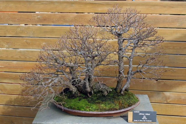 Field Elm Bonsai Tree Care Guide (Ulmus minor) - Bonsai Tree Gardener