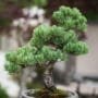 Ulmus pumila Bonsai Tree Care Guide
