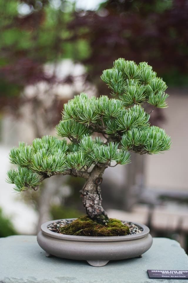 Ulmus pumila Bonsai Tree Care Guide