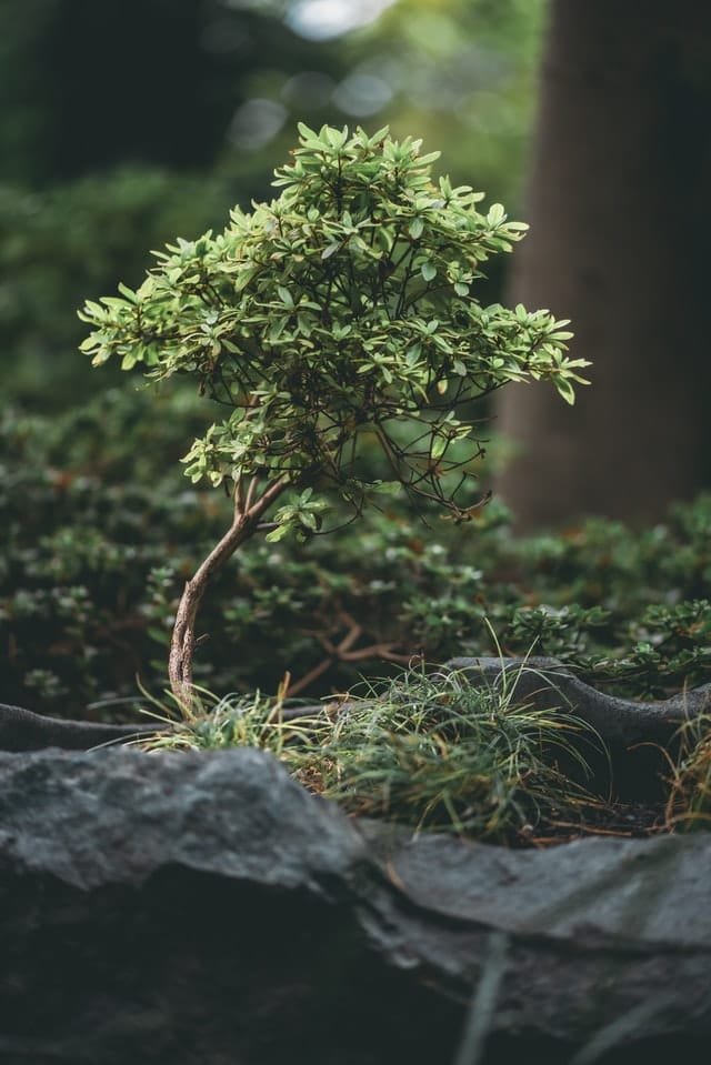 Wisteria sinensis Bonsai Tree Care Guide