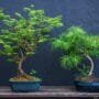 Zanthoxylum Bonsai Tree Care Guide