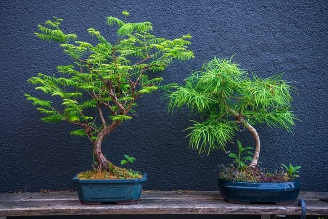 Zanthoxylum Bonsai Tree Care Guide