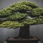 Art of Bonsai