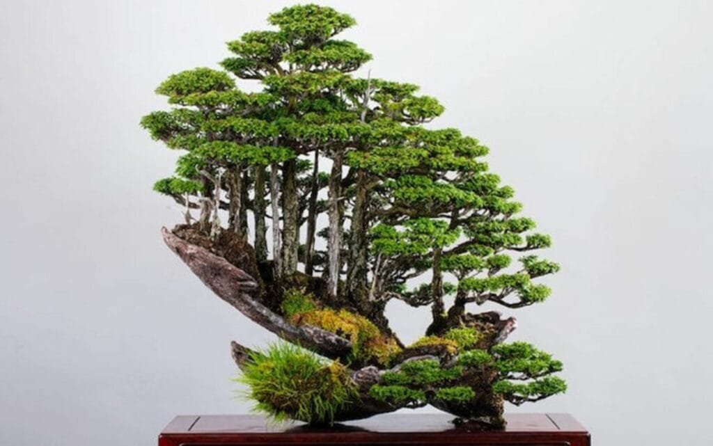 Bonsai Forests