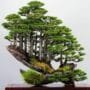 Bonsai Forests