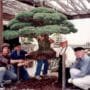 Bonsai Surviving Hiroshima